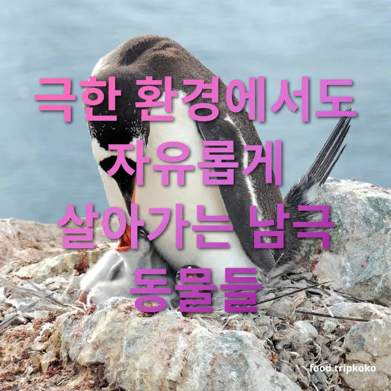 남극 동물 - 남극 동물의 몸 구조와 적응력 남극 동물 남극 동물의 몸 구조와 적응력 관련 이미지