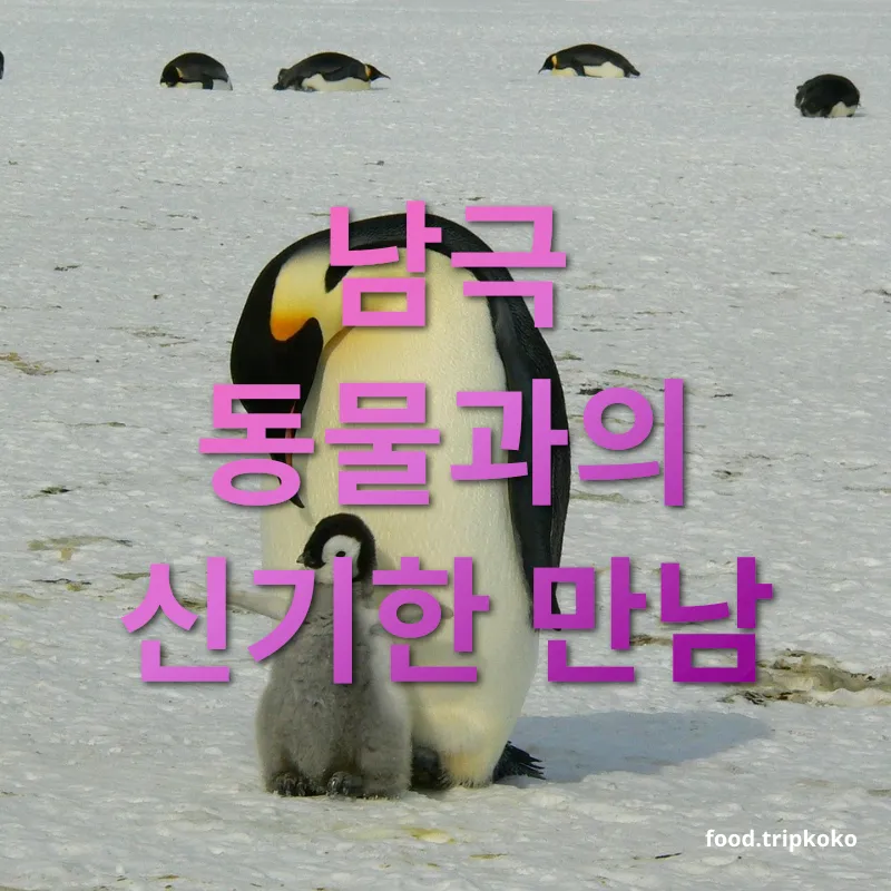 남극 동물 - 남극 동물과의 신기한 만남 남극 동물 남극 동물과의 신기한 만남 관련 이미지