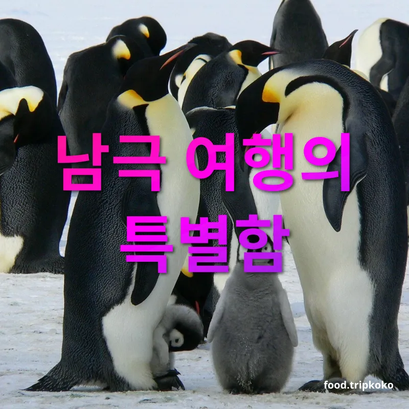 남극 동물 - 남극 여행의 특별함 남극 동물 남극 여행의 특별함 관련 이미지