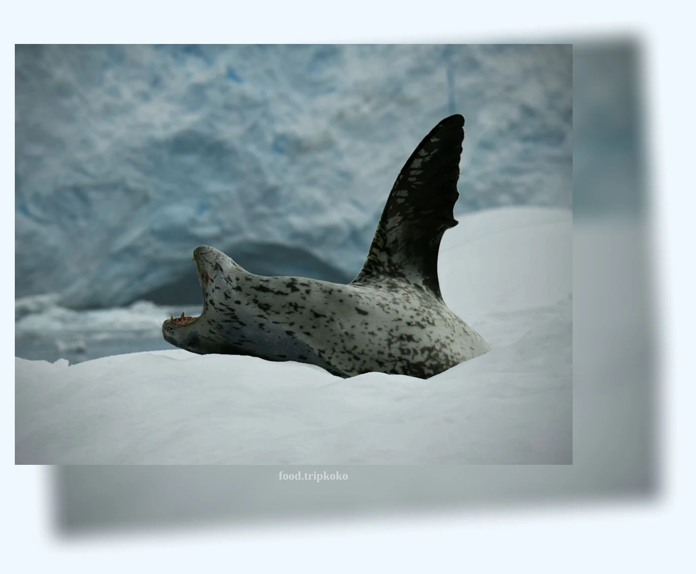 남극 동물 - 남극 동물과의 신기한 만남 상세 정보 남극 동물 남극 동물과의 신기한 만남 상세 설명 이미지