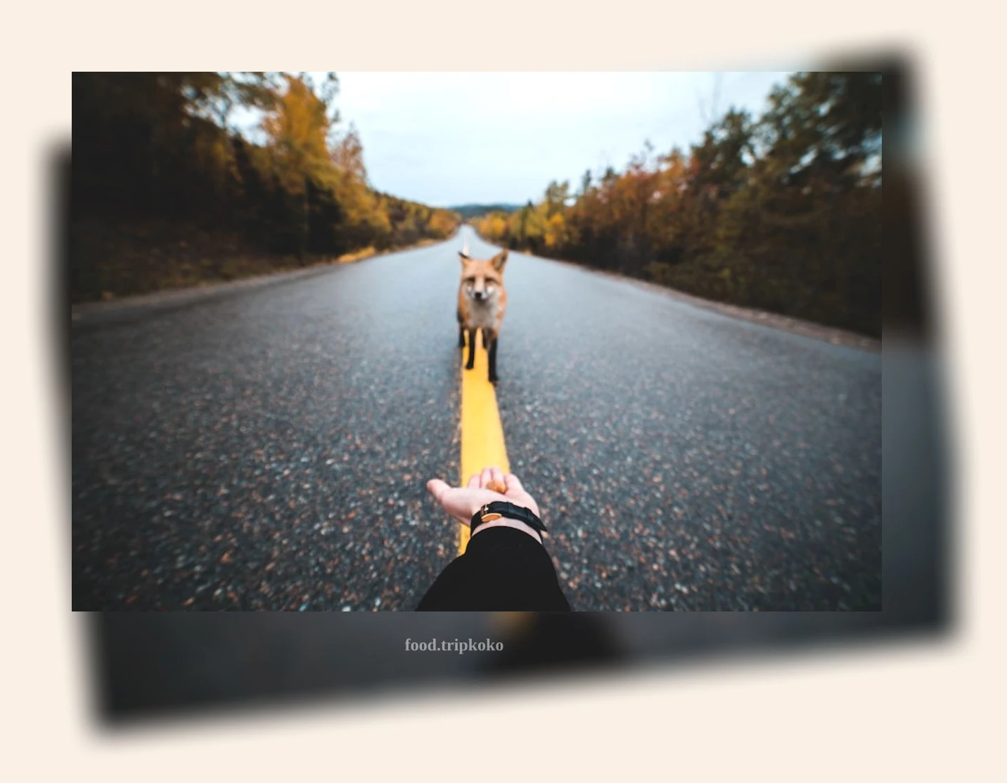 반려동물 여행 - 반려동물과 KTX 편하게 타는 방법 상세 정보 반려동물 여행 반려동물과 KTX 편하게 타는 방법 상세 설명 이미지